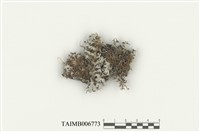 藏品(羽蘚屬)的圖片